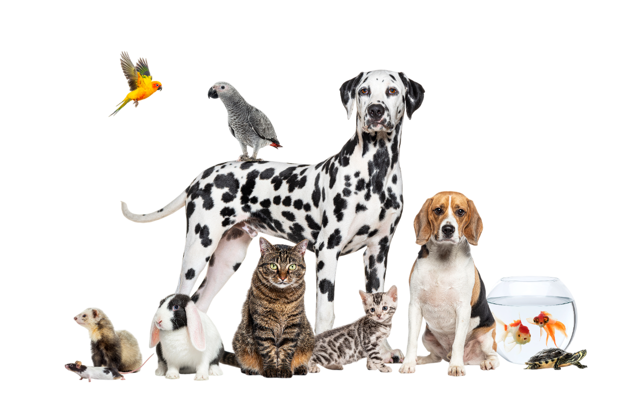 Online pet consultation  img9